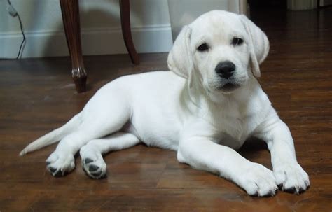 Lab dogs and puppies. Things To Know About Lab dogs and puppies. 